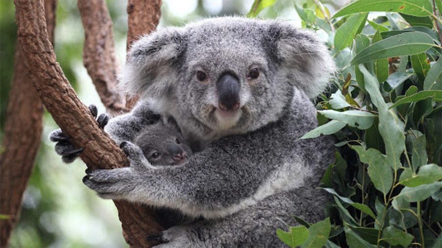 Khu bảo tồn Koala Lone Pine